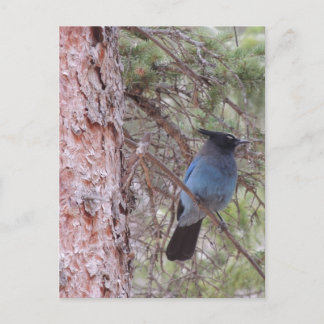 Stellars Jay Postkarte