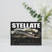 Stellate Sturgeon Postcard 3D Postkarte (Stehend Vorderseite)