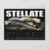 Stellate Sturgeon Postcard 3D Postkarte (Vorderseite)