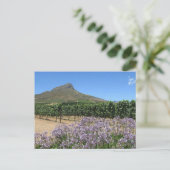 Stellenbosch, Südafrikanische Postkarte (Stehend Vorderseite)