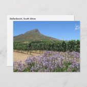 Stellenbosch, Südafrikanische Postkarte (Vorne/Hinten)