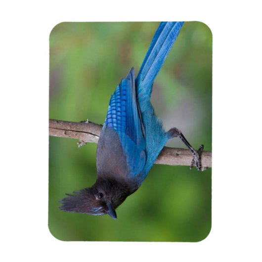 Steller-Jay 1 Magnet (Vertikal)