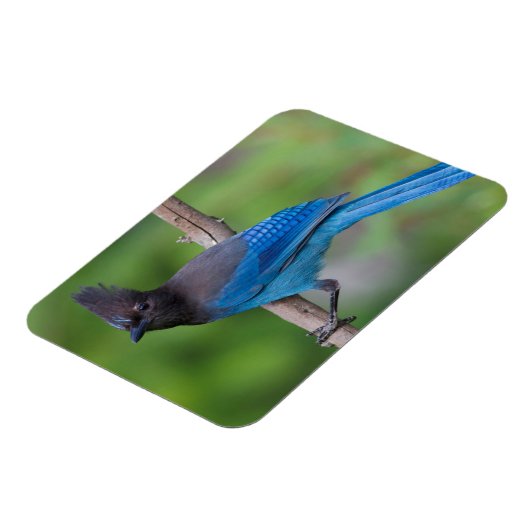 Steller-Jay 1 Magnet (Linke Seite)