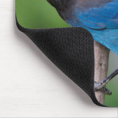 Steller-Jay 1 Mousepad (Ecke)