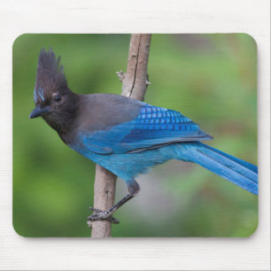 Steller-Jay 1 Mousepad