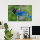 Steller-Jay 1 Poster (Heimbüro)