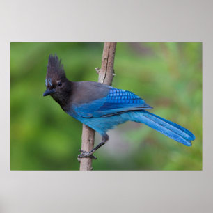 Steller-Jay 1 Poster