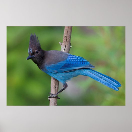 Steller-Jay 1 Poster (Vorne)