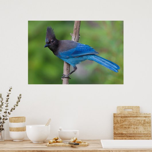 Steller-Jay 1 Poster (Küche)