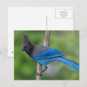 Steller-Jay 1 Postkarte (Vorne/Hinten)