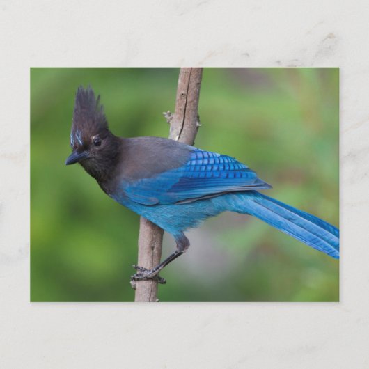 Steller-Jay 1 Postkarte (Vorderseite)