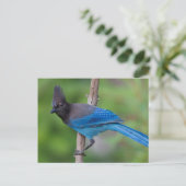 Steller-Jay 1 Postkarte (Stehend Vorderseite)