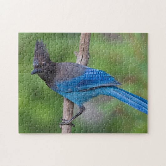 Steller-Jay 1 Puzzle (Horizontal)