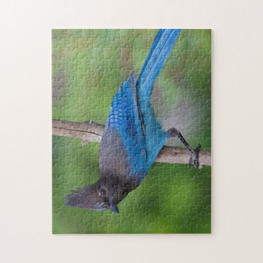 Steller-Jay 1 Puzzle (Vertikal)