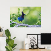 Steller-Jay 3 Poster (Heimbüro)