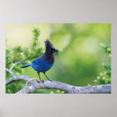 Steller-Jay 3 Poster (Vorne)