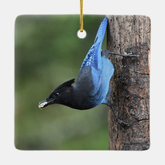 Steller-Jay (Cyanocitta stelleri) Keramikornament (Rückseite)