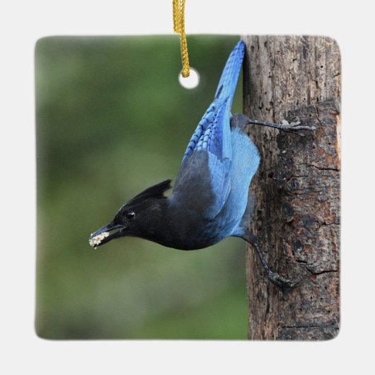 Steller-Jay (Cyanocitta stelleri) Keramikornament (Vorderseite)
