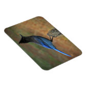 Steller-Jay (Cyanocitta stelleri) Magnet (Rechte Seite)