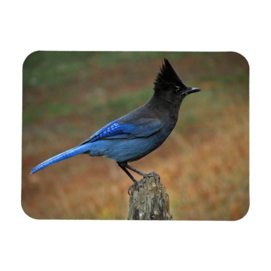 Steller-Jay (Cyanocitta stelleri) Magnet (Horizontal)