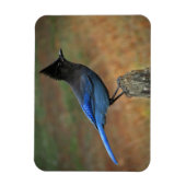 Steller-Jay (Cyanocitta stelleri) Magnet (Vertikal)