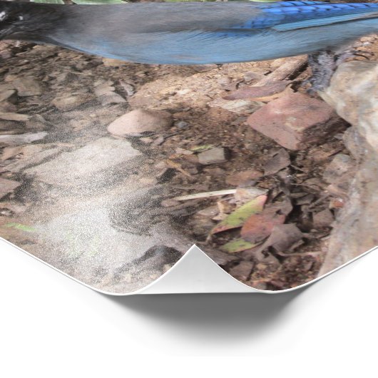 Steller-Jay Fotodruck (Ecke)