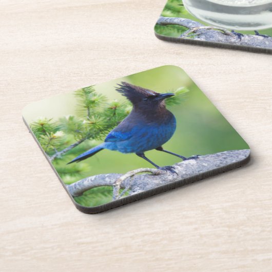 Steller-Jay Getränkeuntersetzer (Linke Seite)