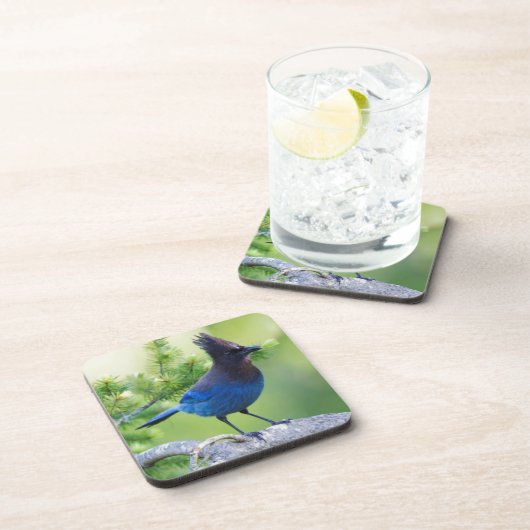 Steller-Jay Getränkeuntersetzer (Rechte Seite)