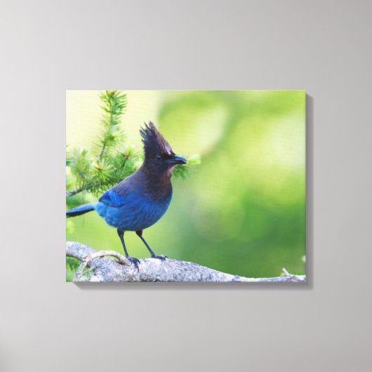 Steller-Jay Leinwanddruck (Vorderseite)