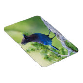 Steller-Jay Magnet (Rechte Seite)