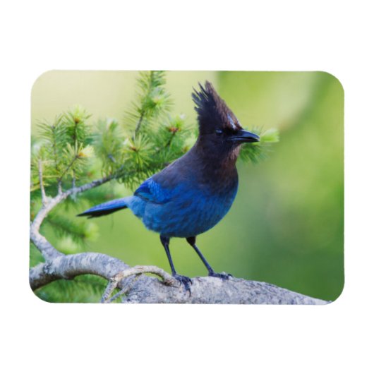 Steller-Jay Magnet (Horizontal)