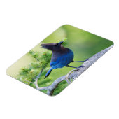 Steller-Jay Magnet (Linke Seite)