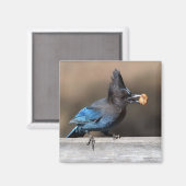 Steller-Jay mit Erdnussmagnet Magnet (Vorderseite/Rückseite)