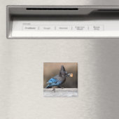 Steller-Jay mit Erdnussmagnet Magnet (In Situ (Geschirrspüler))