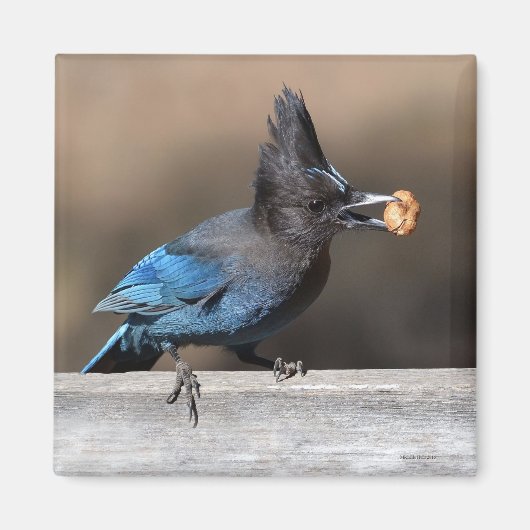 Steller-Jay mit Erdnussmagnet Magnet (Vorne)
