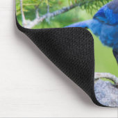 Steller-Jay Mousepad (Ecke)