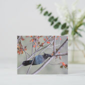 Steller Jay Post Card Postkarte (Stehend Vorderseite)