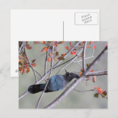 Steller Jay Post Card Postkarte (Vorne/Hinten)