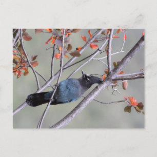 Steller Jay Post Card Postkarte
