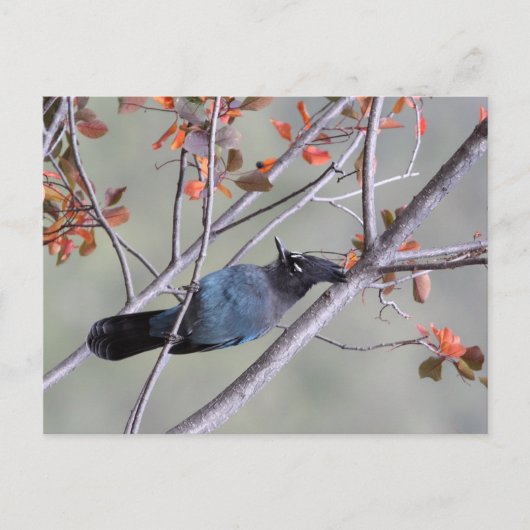 Steller Jay Post Card Postkarte (Vorderseite)