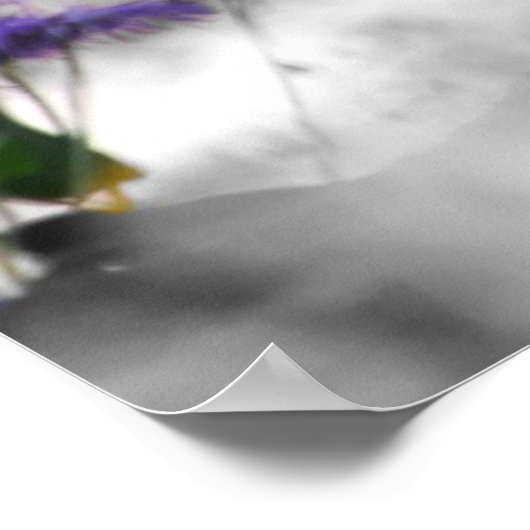 Steller Jay Poster (Ecke)