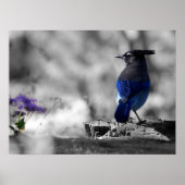 Steller Jay Poster (Vorne)