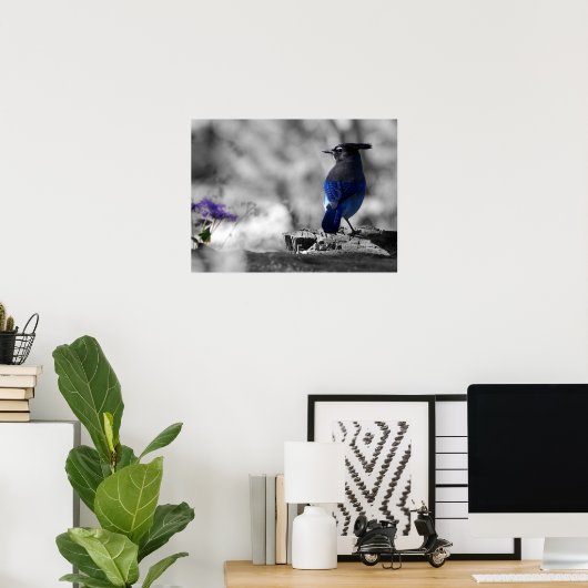 Steller Jay Poster (Heimbüro)