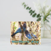 Steller-Jay Postkarte (Stehend Vorderseite)