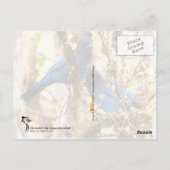 Steller-Jay Postkarte (Rückseite)