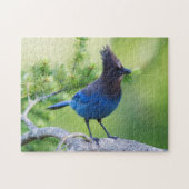 Steller-Jay Puzzle (Horizontal)