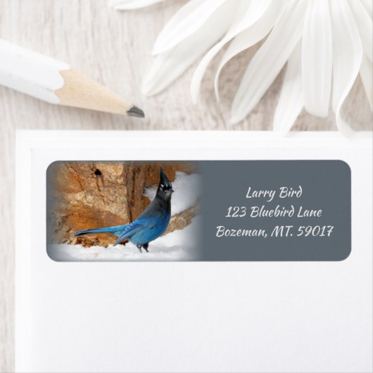 Steller-Jay-Rücksendeadresse (Insitu)