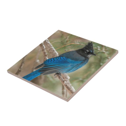 Steller-Jay-Vogel im Baum Fliese (Seite)