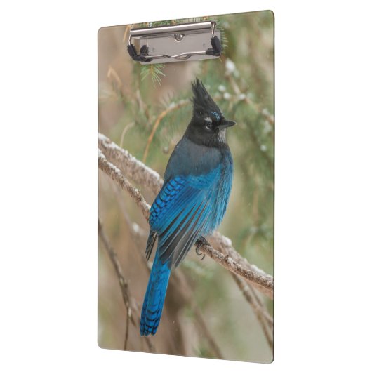 Steller-Jay-Vogel im Baum Klemmbrett (Links)