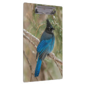 Steller-Jay-Vogel im Baum Klemmbrett (Rechts)